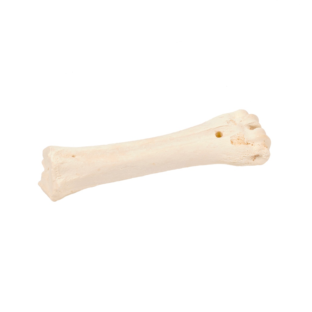 bone! Rinderknochen Kalzium