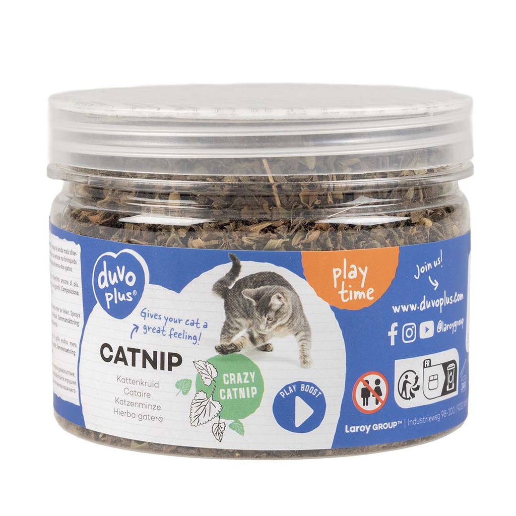 Kattenkruid
