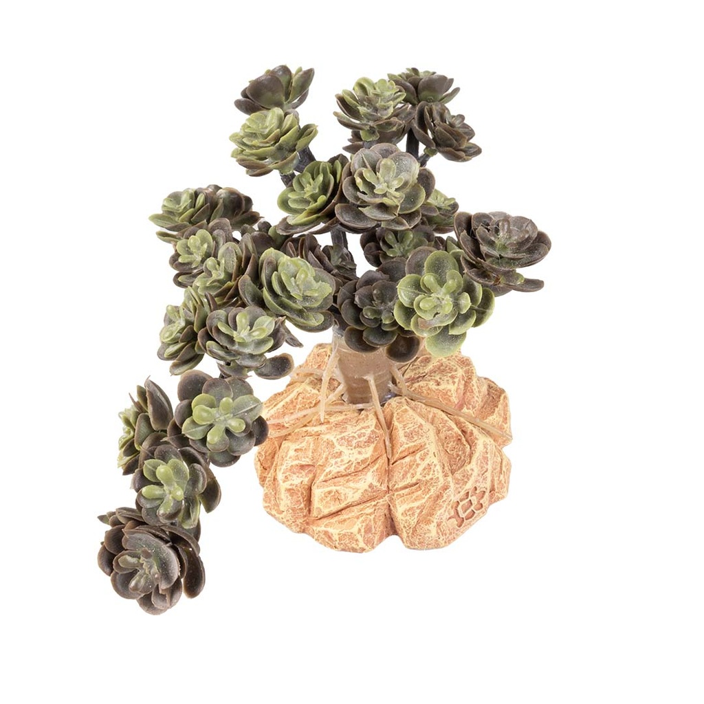 Woestijnplant Sedum spurium