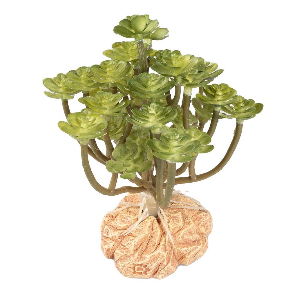 Woestijnplant Aeonium