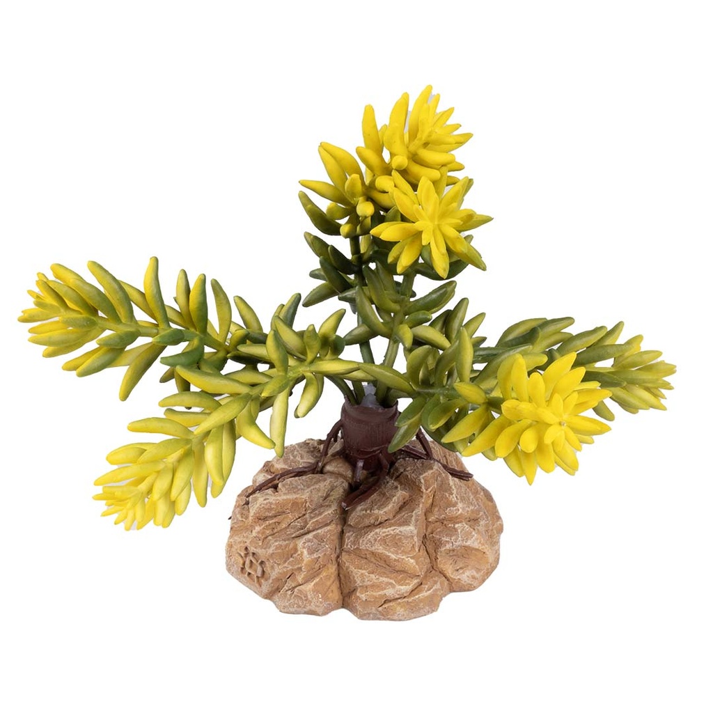 Woestijnplant Sedum morganianum