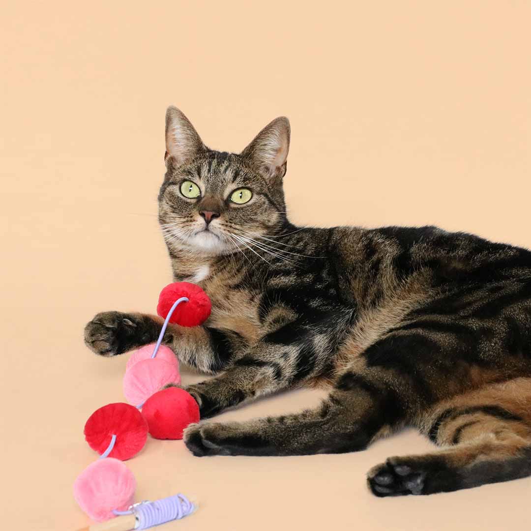 [408/485644] Kattenhengel JOLLY JUMPER [rood/roze (Rood)]