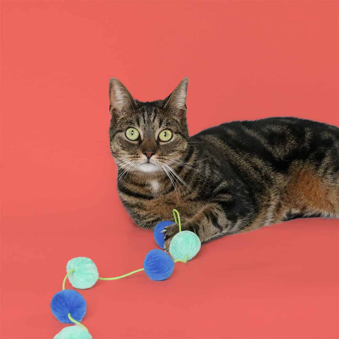 [408/485347] Kattenhengel JOLLY JUMPER [blauw/groen (Blauw)]