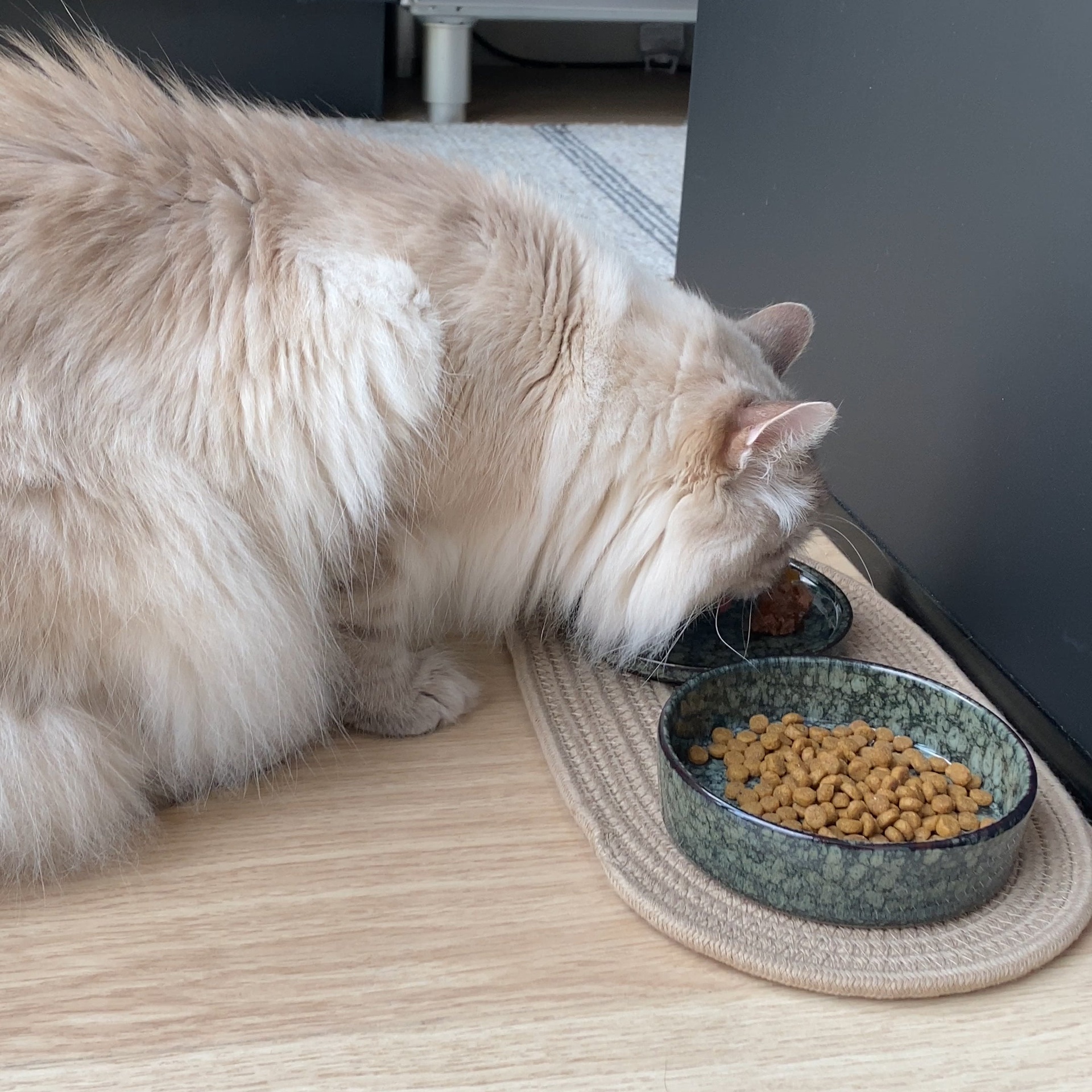 [621/480199] Jasper kat eet- en drinkkom [groen (Groen)]
