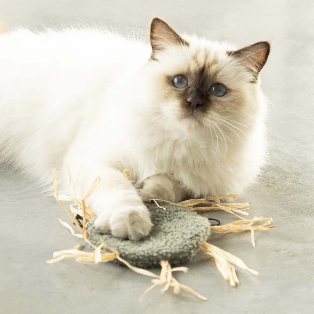 [402/488744] Kattenspeeltje MILLY [groen (Groen)]