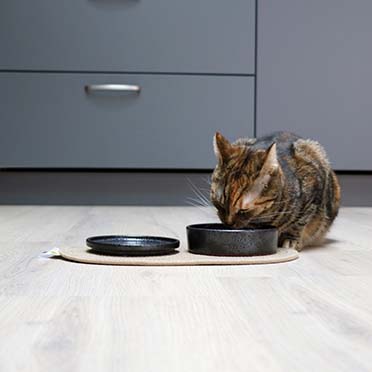 [621/480137] Jasper kat eetschaal [black dots (Zwart)]