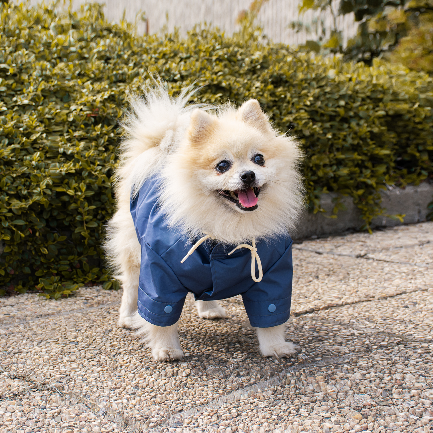 Hondenregenjas Parka [blauw (Blauw)]