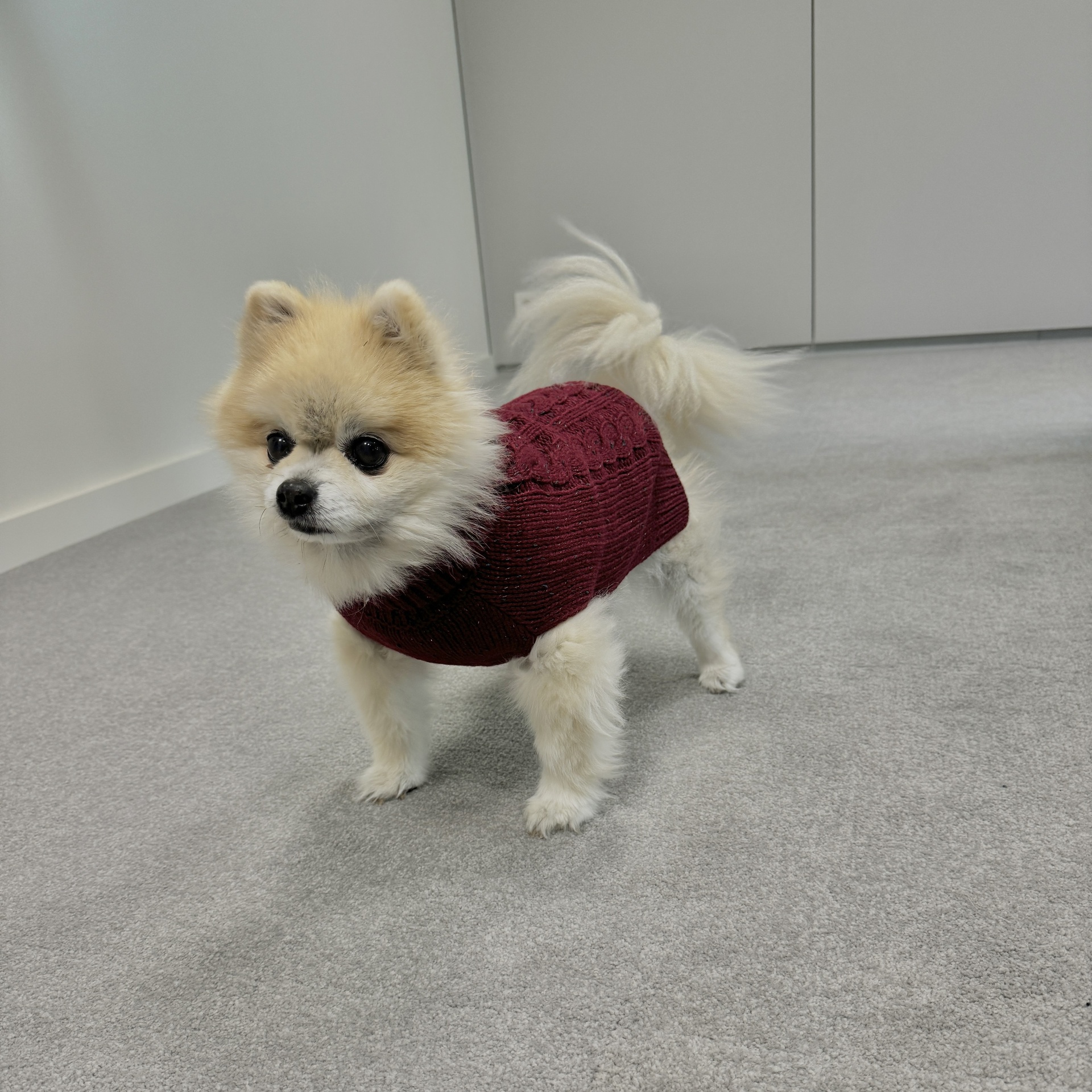 Hondensweater Cozy [rood (Rood)]