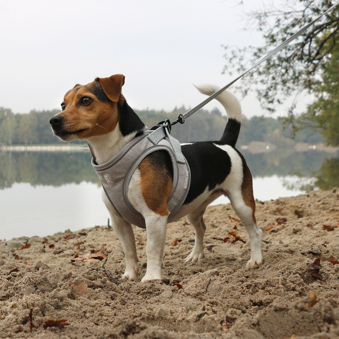 [14624] Ultimate fit kleine hond leiband [grijs (Grijs)]