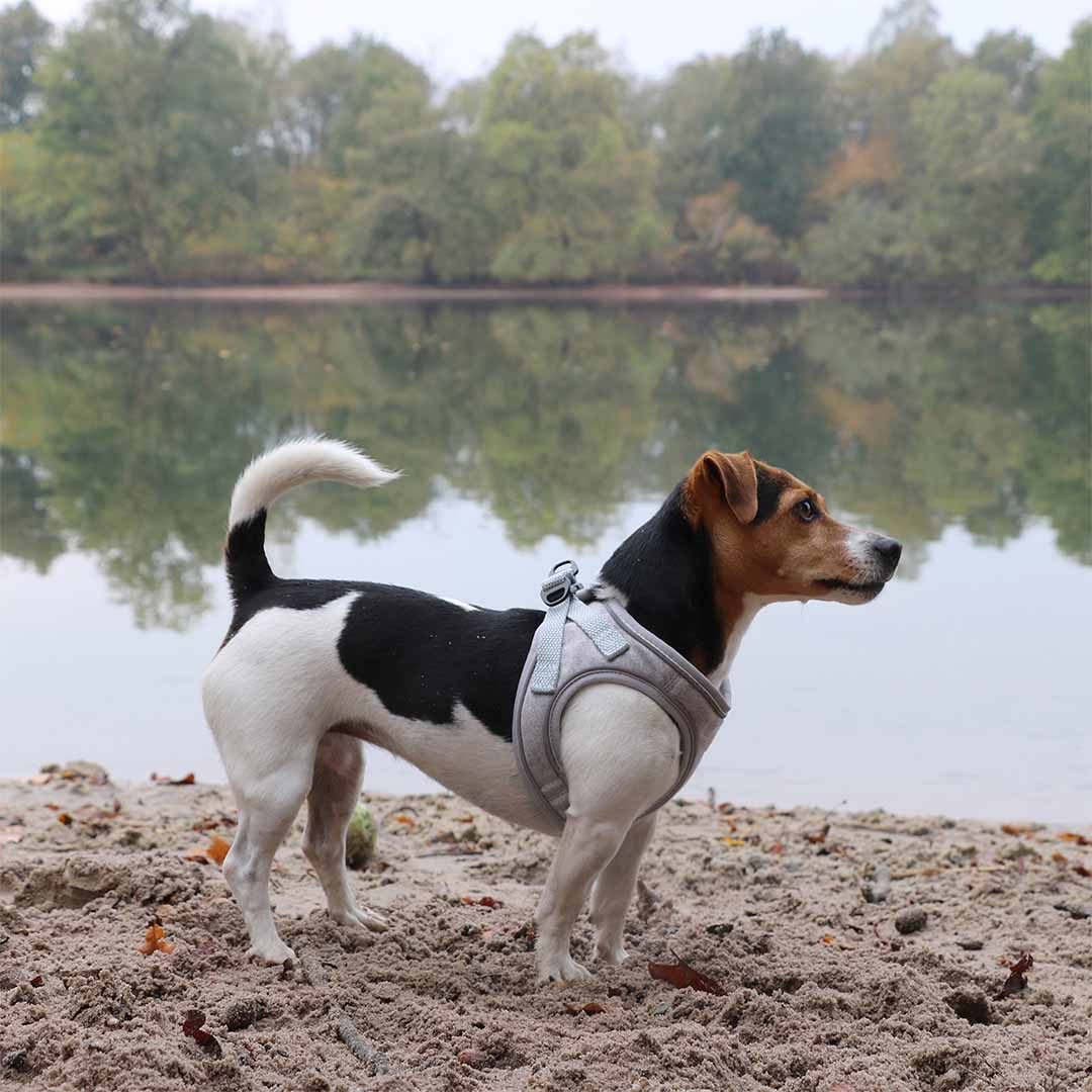 Ultimate fit kleine hond harnas [grijs (Grijs)]